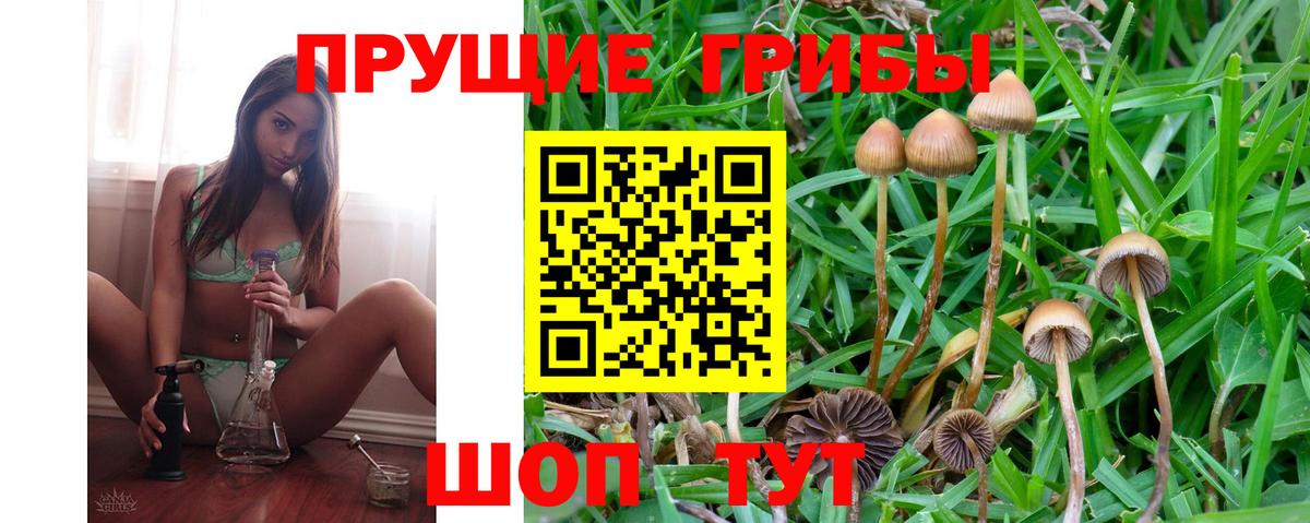 Псилоцибиновые грибы Psilocybe Ульяновск